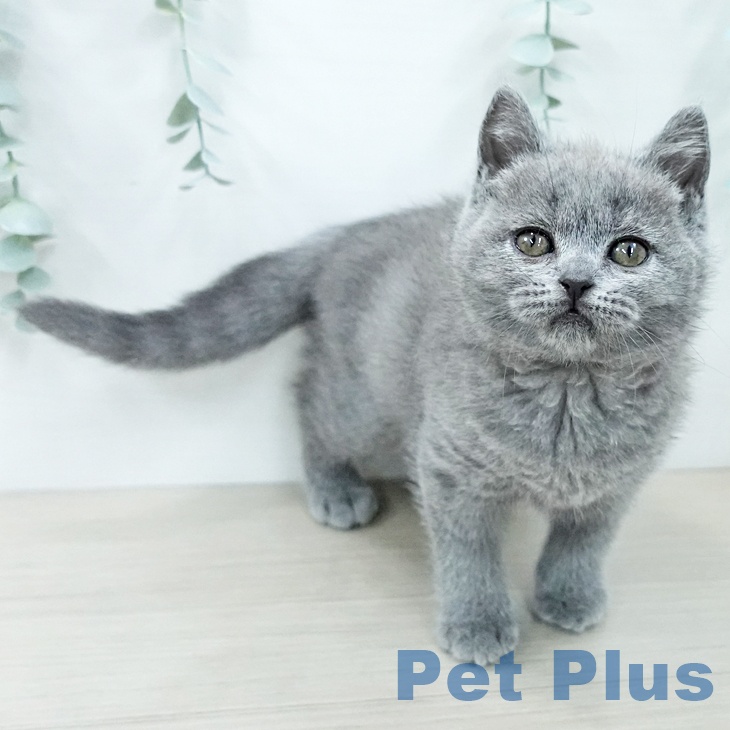 ブリティッシュショートヘアの写真2