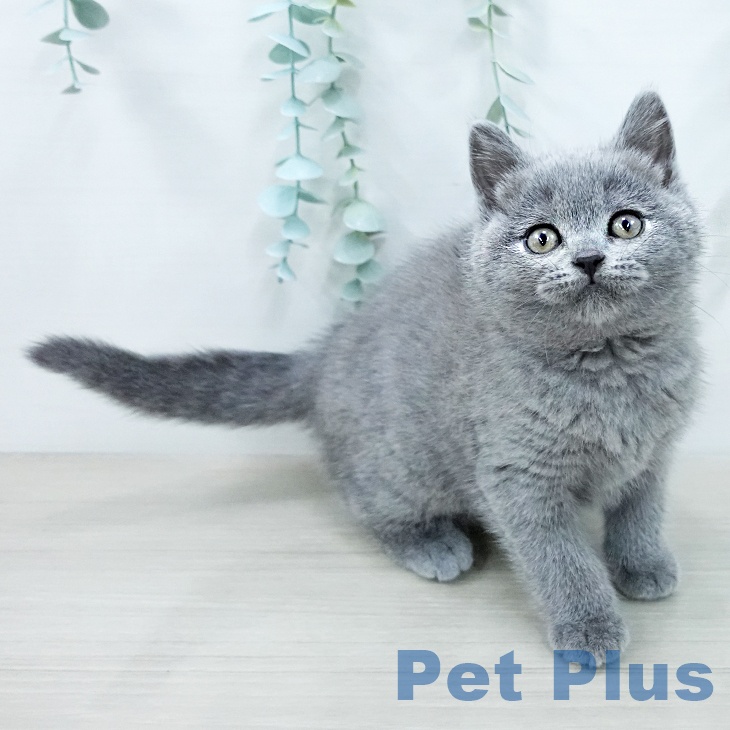 ブリティッシュショートヘア