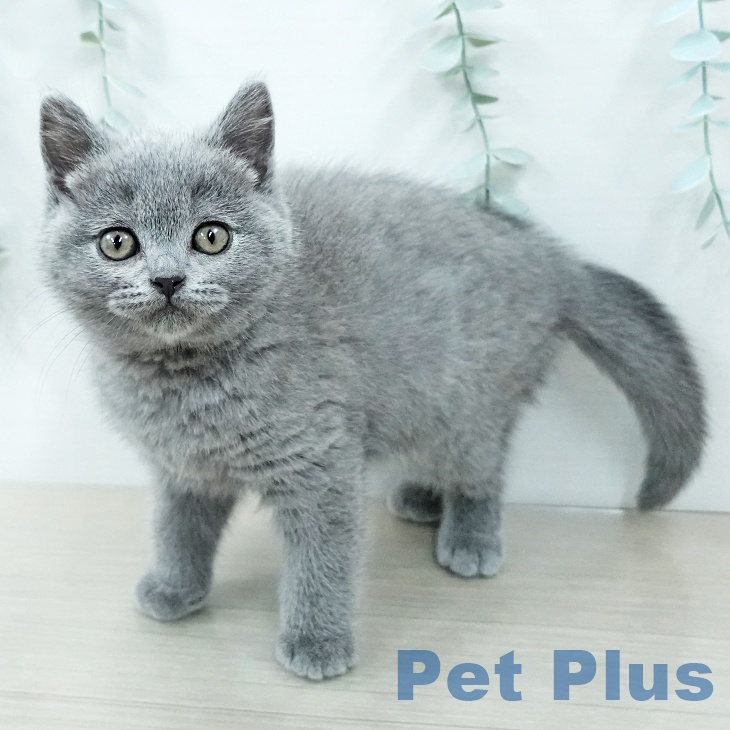 ブリティッシュショートヘアの写真2