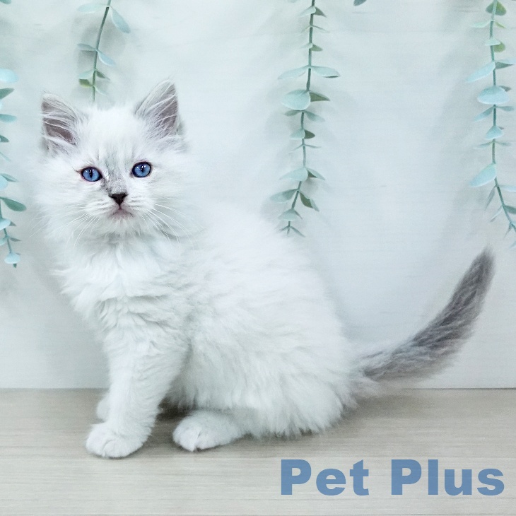 ラグドールの写真2