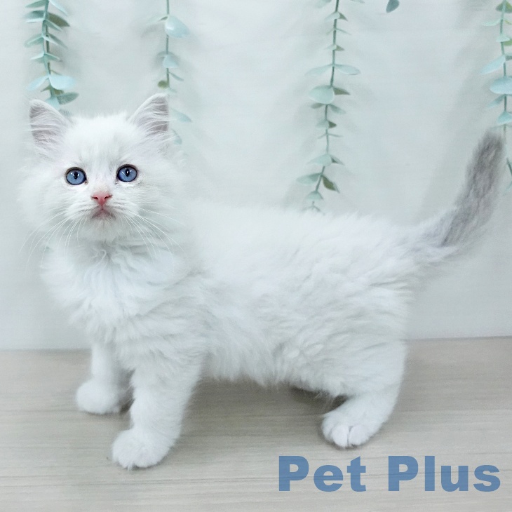 ラグドールの写真2