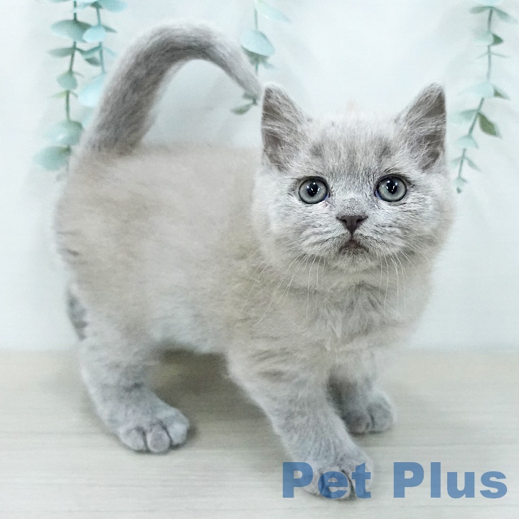 ブリティッシュショートヘア