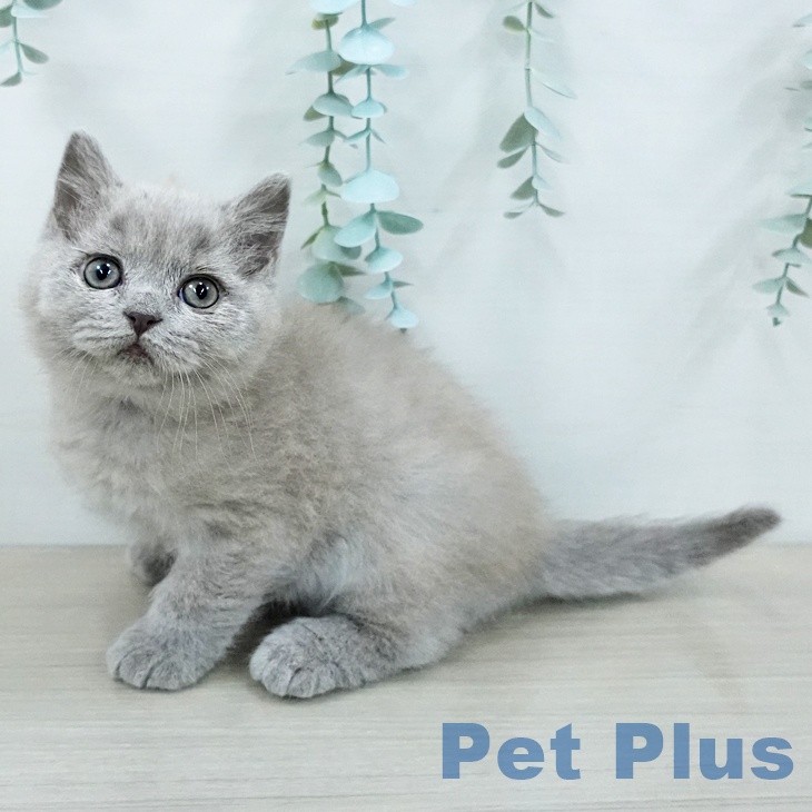 ブリティッシュショートヘア