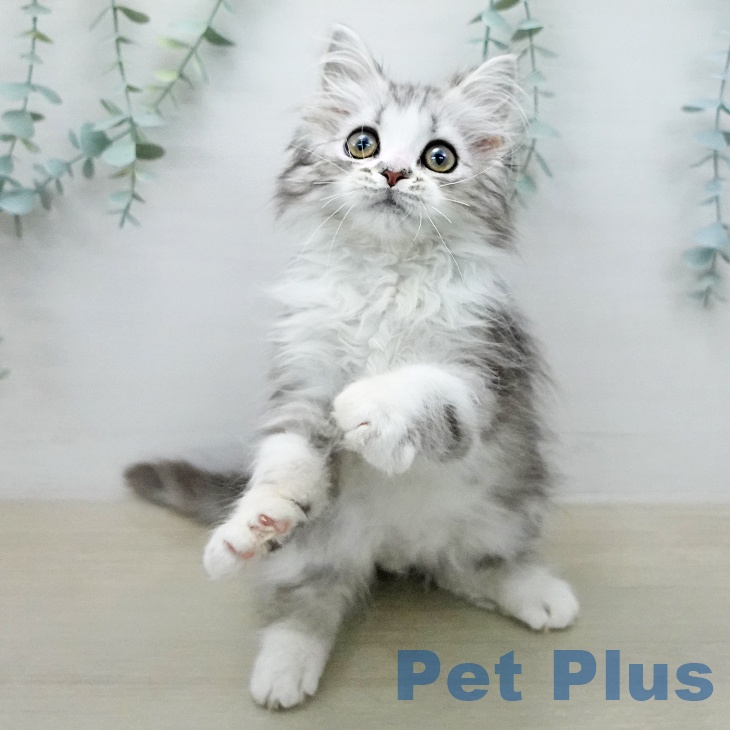 ミヌエットの写真2