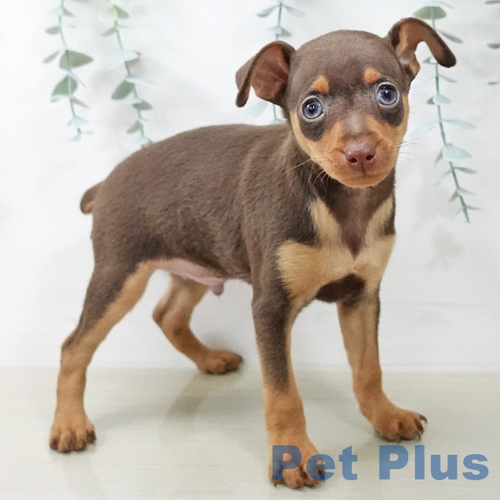 ミニチュア・ピンシャーの写真2