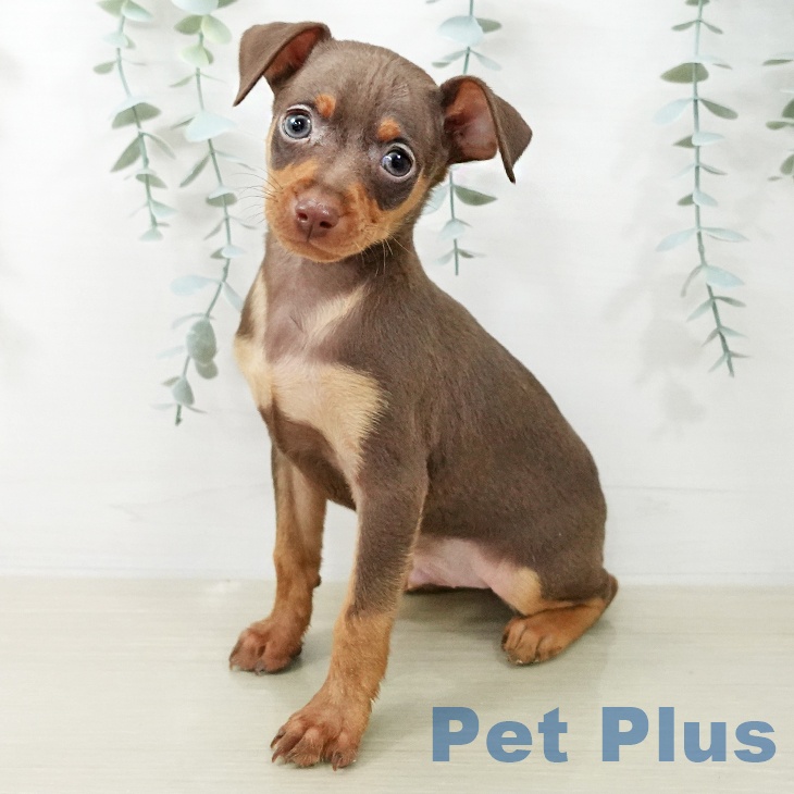 ミニチュア・ピンシャー