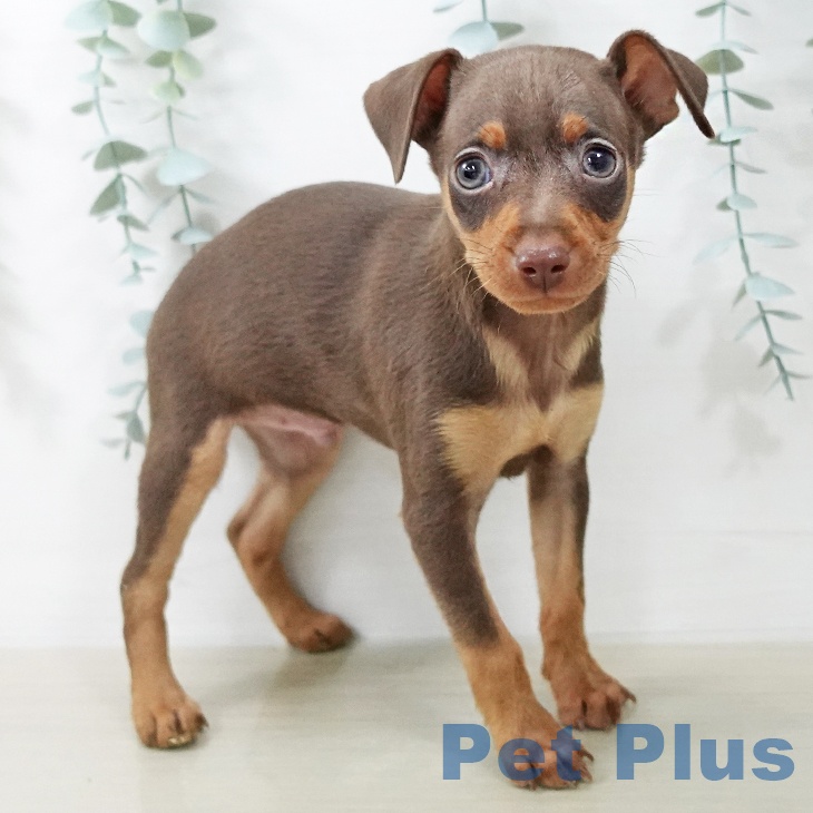 ミニチュア・ピンシャーの写真2