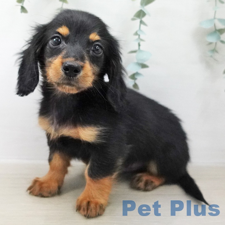 ミニチュア・ダックスフンド