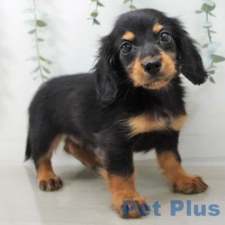 ミニチュア・ダックスフンドの写真2