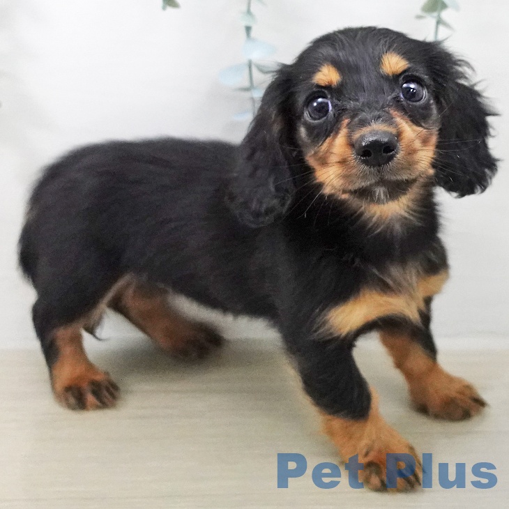 ミニチュア・ダックスフンドの写真2