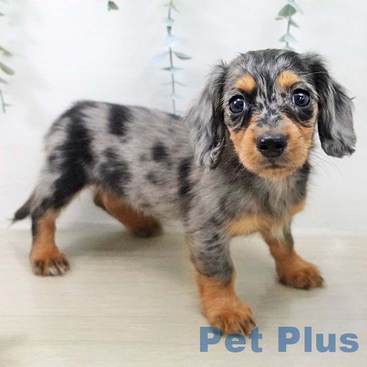 ミニチュア・ダックスフンド