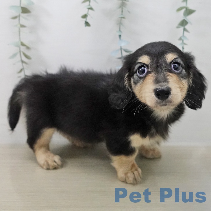 ミニチュア・ダックスフンド