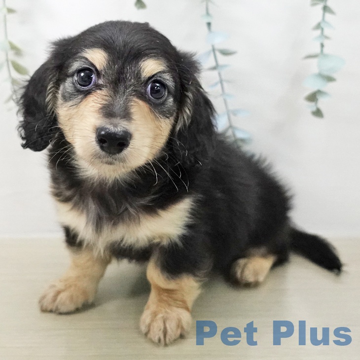 ミニチュア・ダックスフンドの写真2