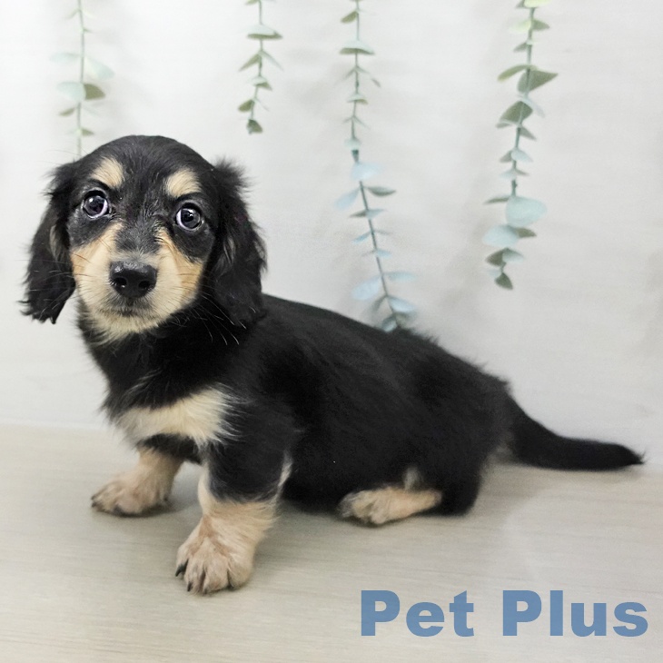 ミニチュア・ダックスフンド