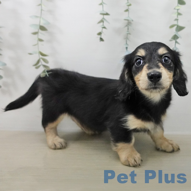 ミニチュア・ダックスフンド