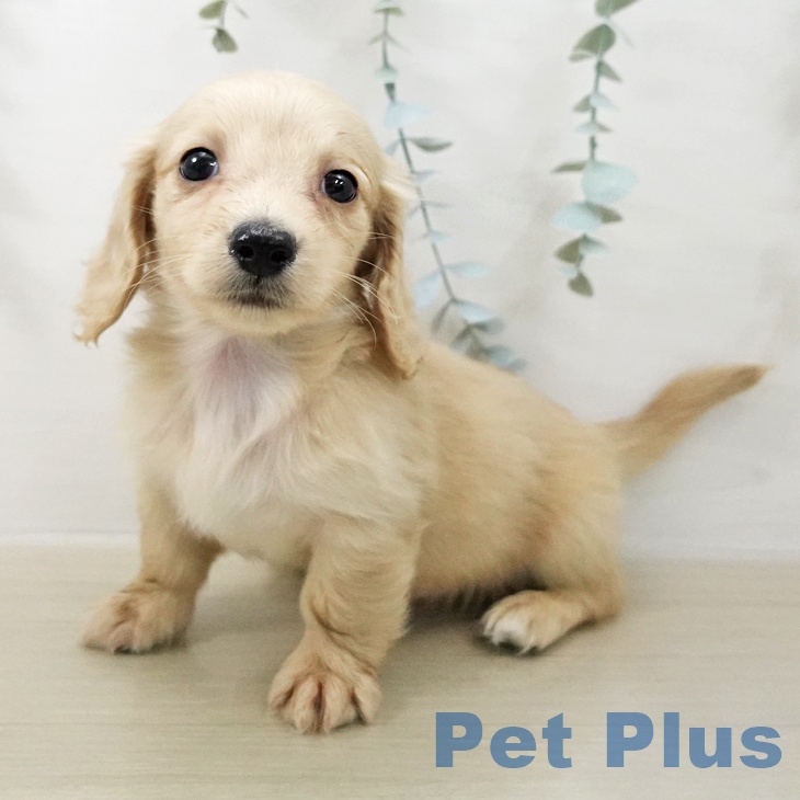 ミニチュア・ダックスフンド