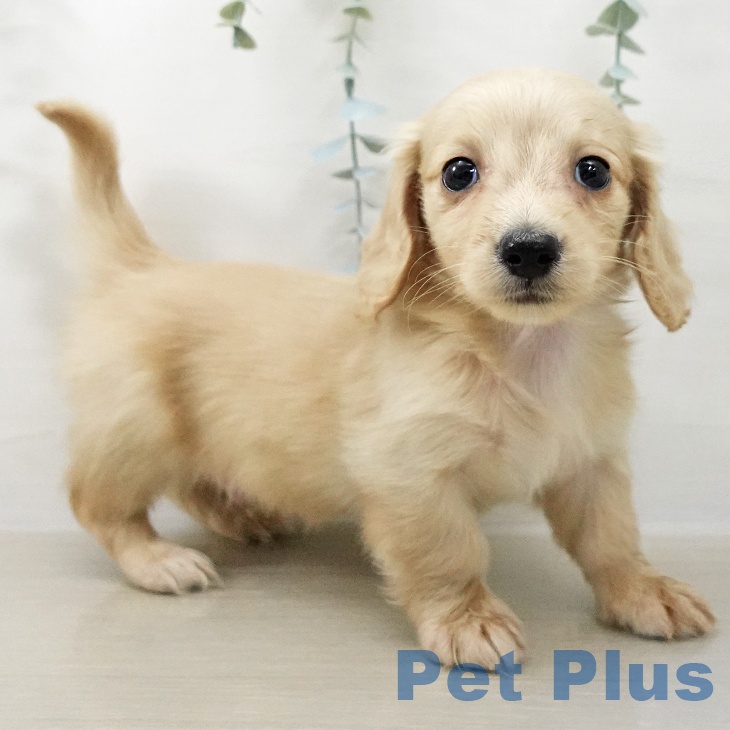 ミニチュア・ダックスフンド