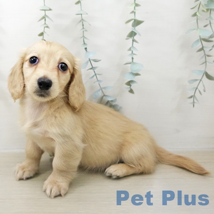 ミニチュア・ダックスフンド