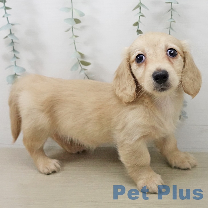 ミニチュア・ダックスフンド