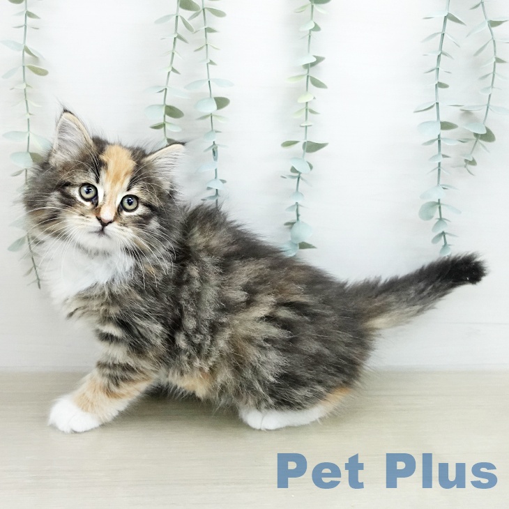 ノルウェージャンフォレストキャット