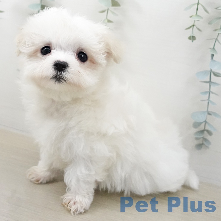 マルチーズの写真2