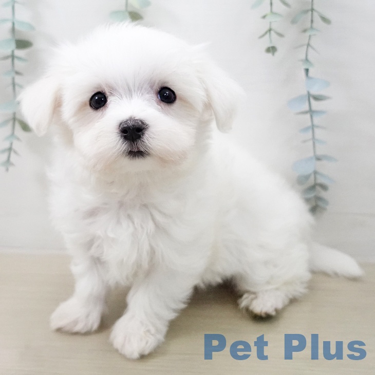 マルチーズの写真2