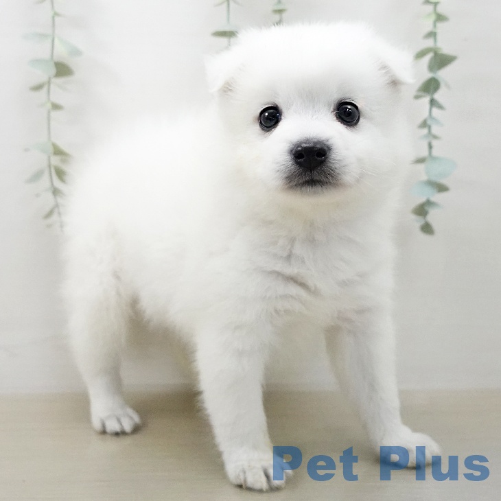 日本スピッツの写真2