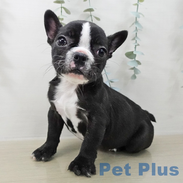 フレンチ・ブルドッグ