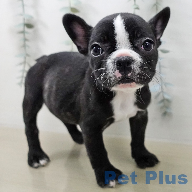 フレンチ・ブルドッグの写真2