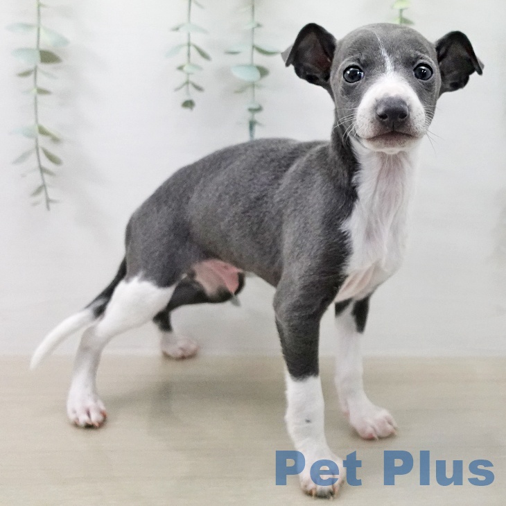 イタリアン・グレーハウンド