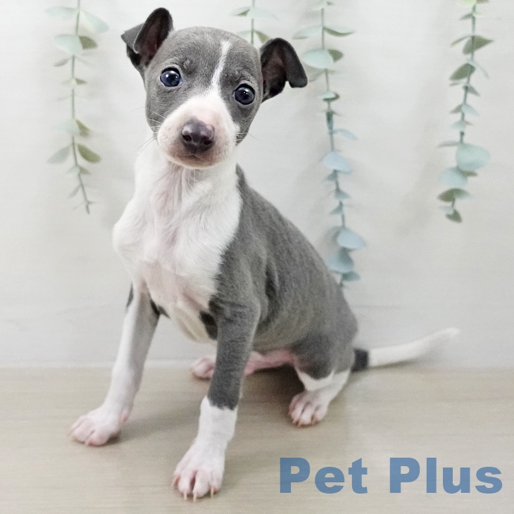 イタリアン・グレーハウンドの写真2