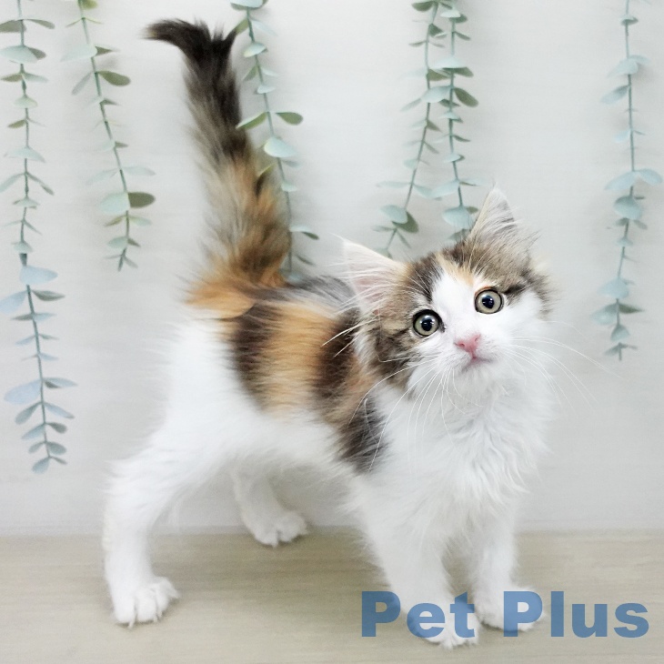 ノルウェージャンフォレストキャット