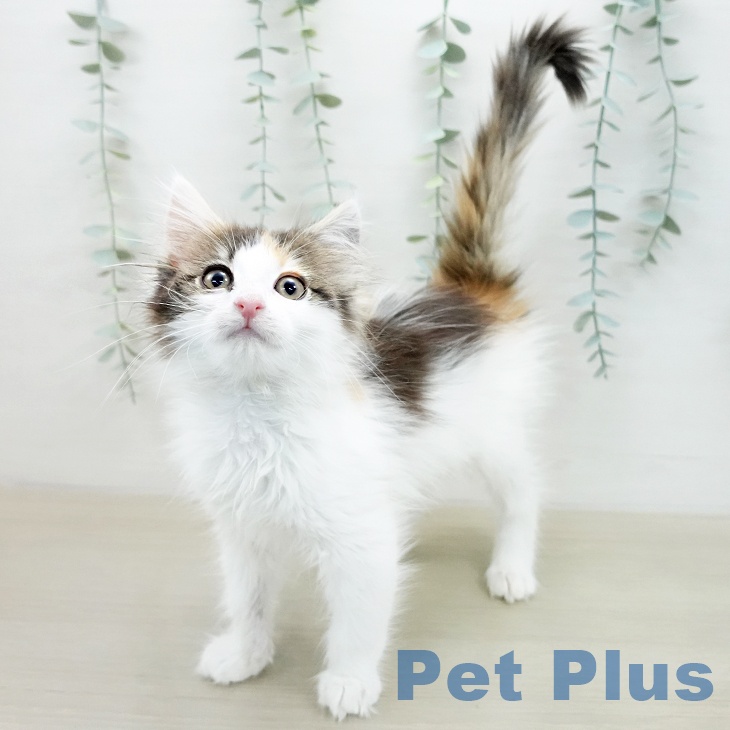 ノルウェージャンフォレストキャットの写真2