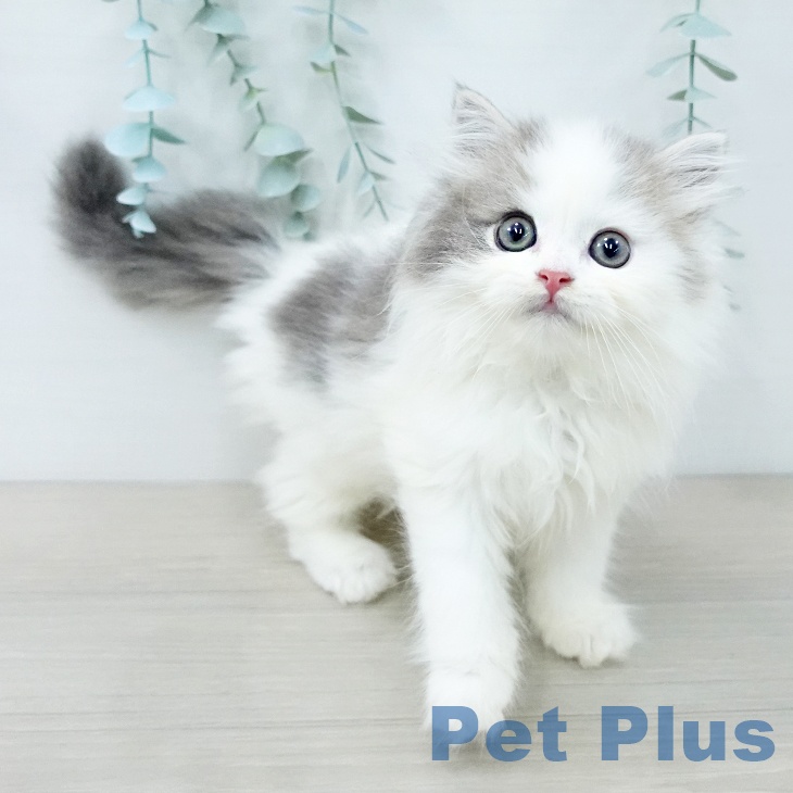 スコティッシュフォールドの写真2