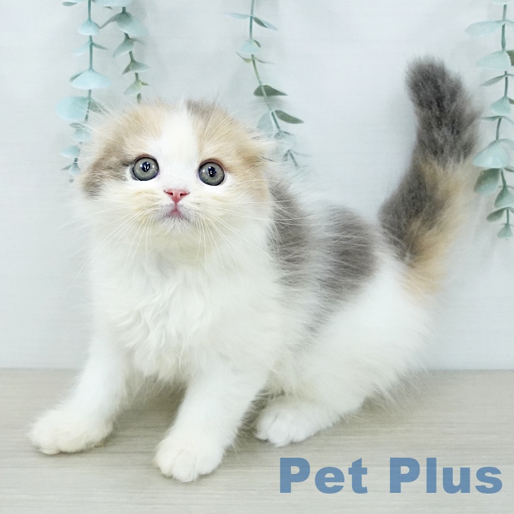 スコティッシュフォールド