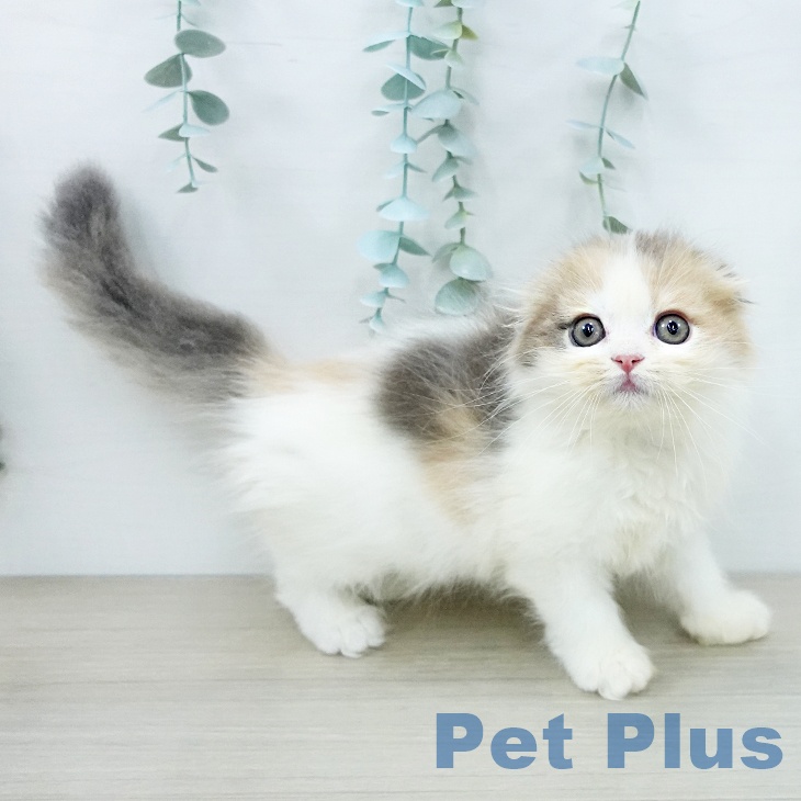 スコティッシュフォールド