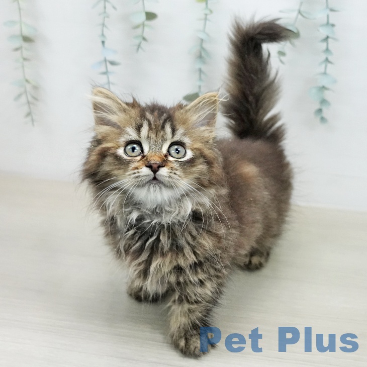 マンチカンの写真2