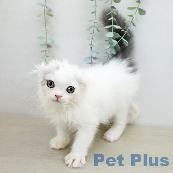 スコティッシュフォールド