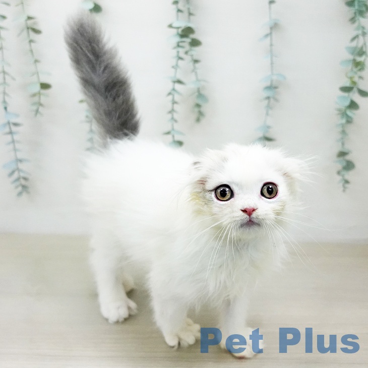 スコティッシュフォールドの写真2