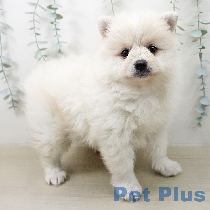 ポメラニアンの写真2