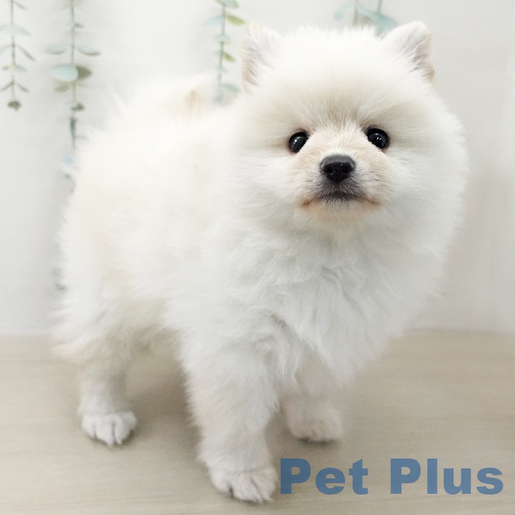 ポメラニアンの写真2