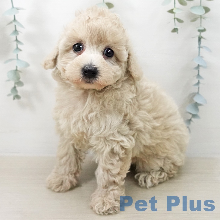 トイ・プードル