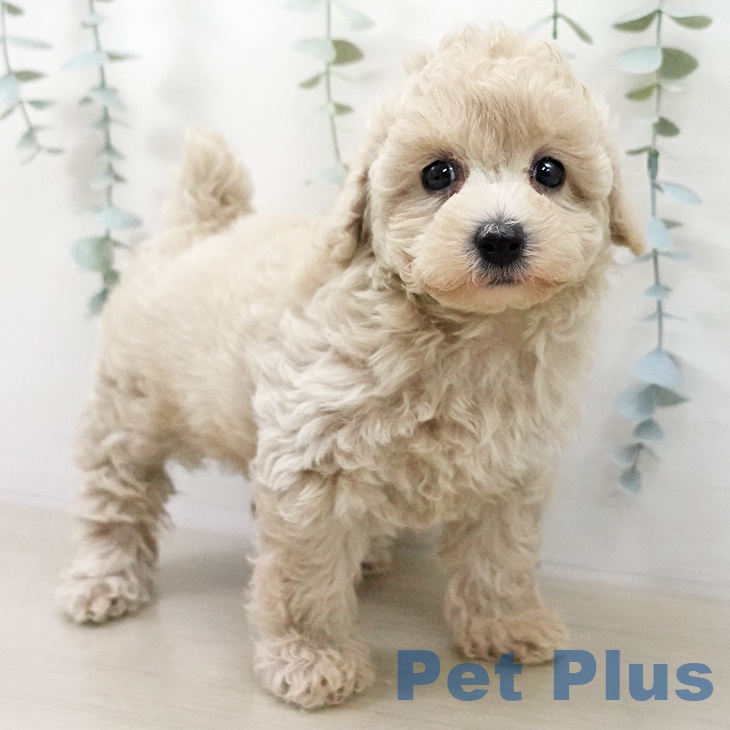 トイ・プードル