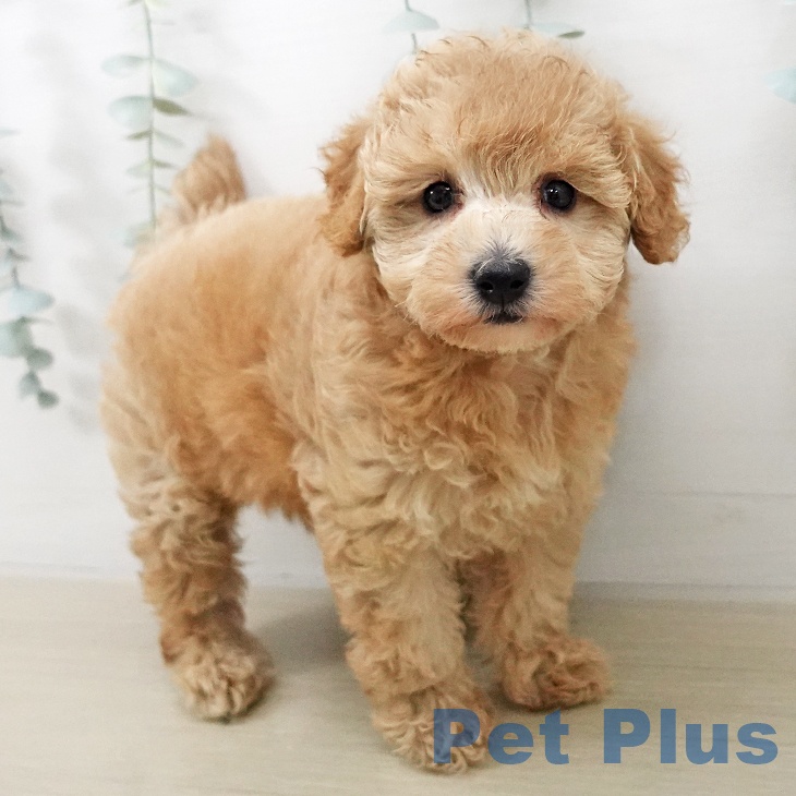 トイ・プードルの写真2