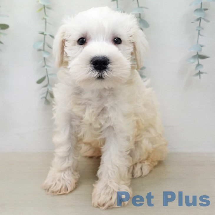 ミニチュア・シュナウザー