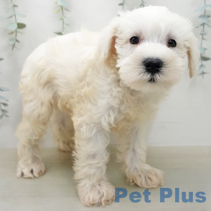 ミニチュア・シュナウザーの写真2