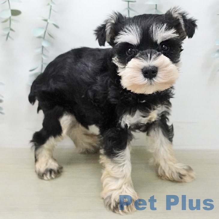 ミニチュア・シュナウザー