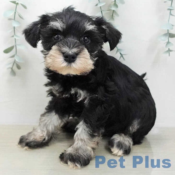 ミニチュア・シュナウザー