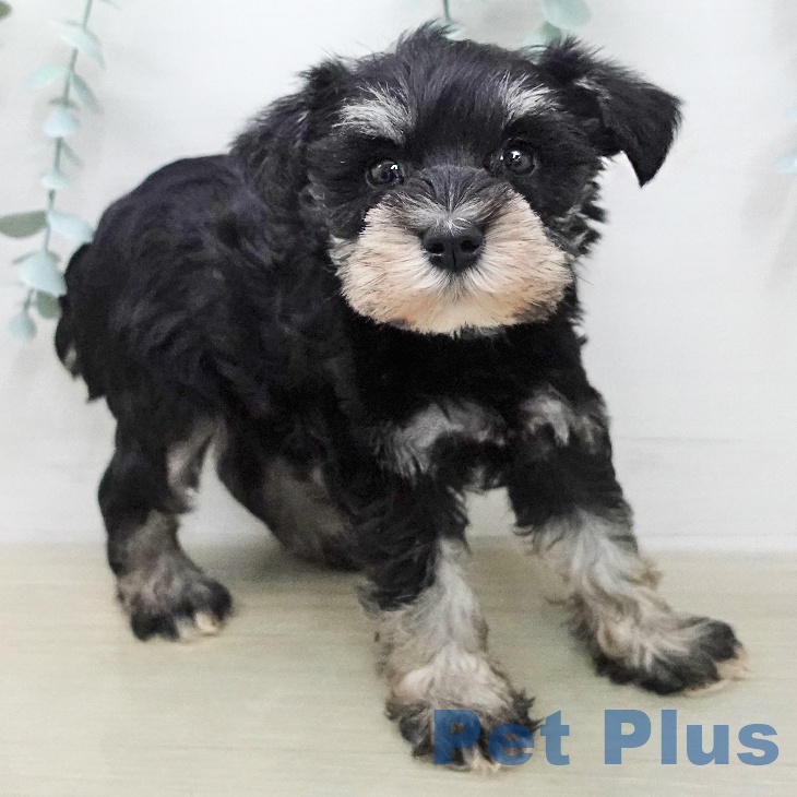 ミニチュア・シュナウザーの写真2