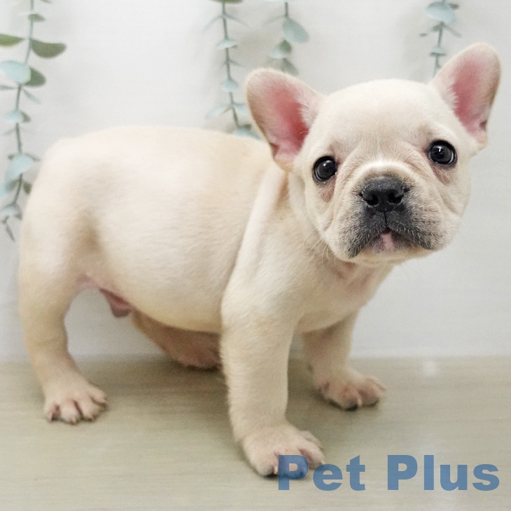 フレンチ・ブルドッグ